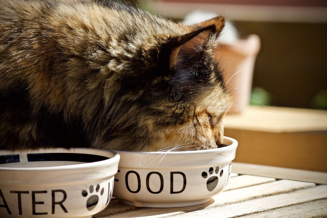 Cat's Favorites