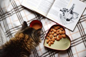 Cat's Favorites