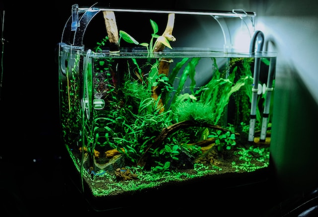 Water Quality and Stability